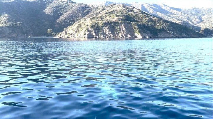 This last November - January we had pods of Risso dolphins come through our cove! They come looking for squid to eat. 🦑