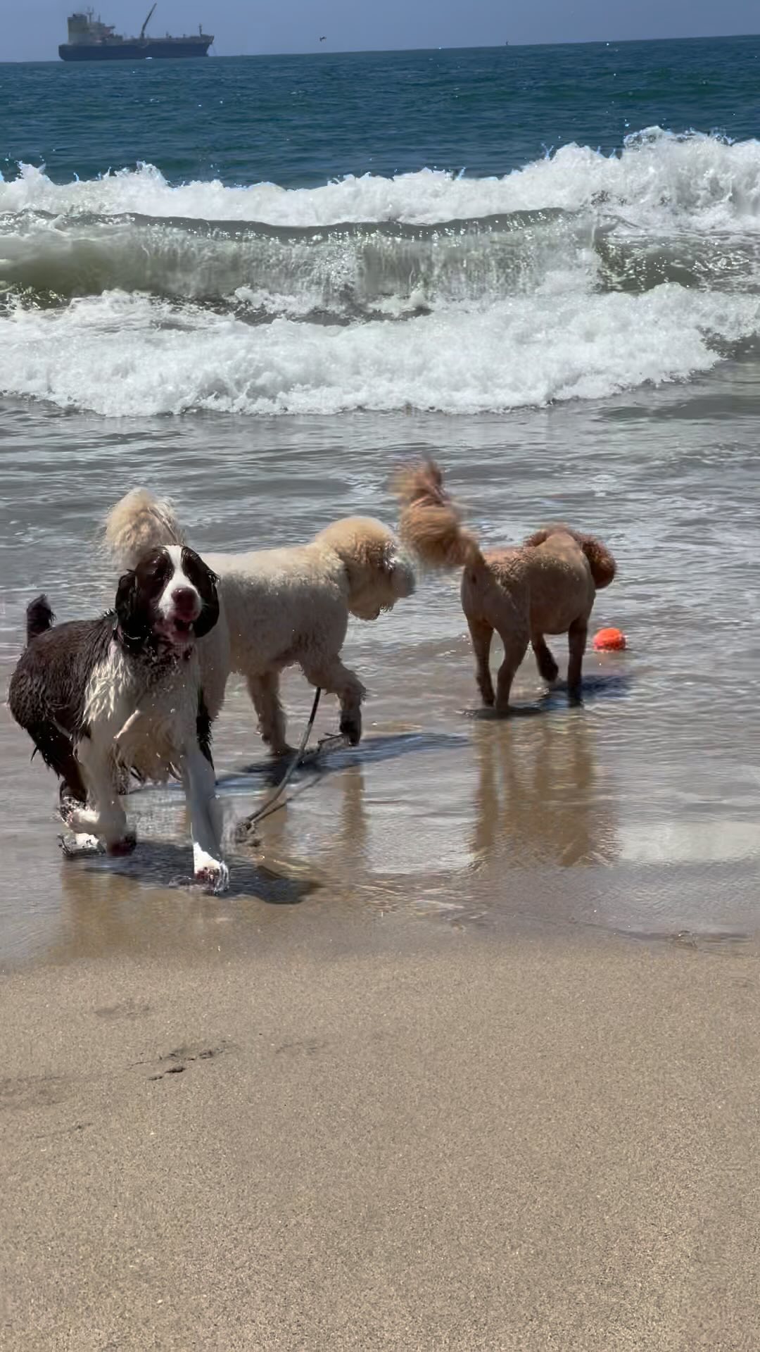 Beach days with the pack ☀️
.
.
.
.
.
#dogwalkersofinstagram #doglover #dogwalkerslife #dogwalking #hikingla #packwalks #dogwalker #hiking #dogsofinstagram #lahiking #dogs #dogwalkerlife #dogwalkers #packwalk #dog