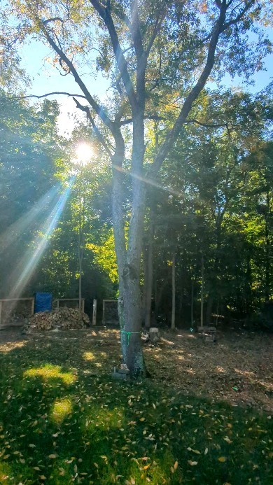 Making room for a customer's new building! It is always cheaper and safer to have the trees removed prior to building sheds and fences! #treeservice #treeremoval #treepruning #arborist #arboristsofinstagram #liveedgeslab