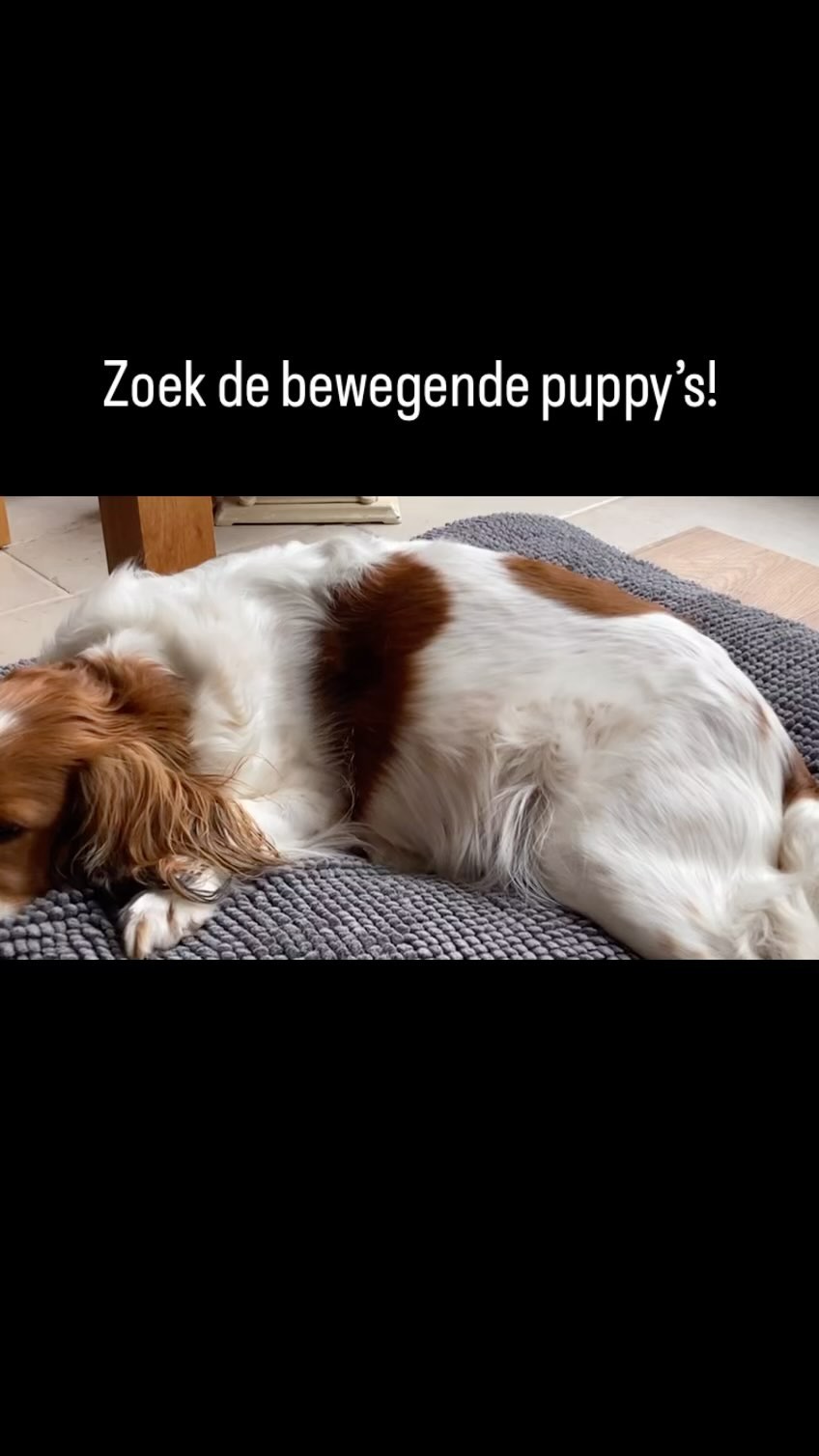 Het is even zoeken, maar als je goed kijkt kan je de puppy’s zien bewegen! 🐶🐶
Het wordt een spannende week, gelukkig is Indy er zelf heerlijk rustig onder. ☺️❤️
Ook interesse in een puppy? Bezoek onze website en neem contact op, link in bio 🔗