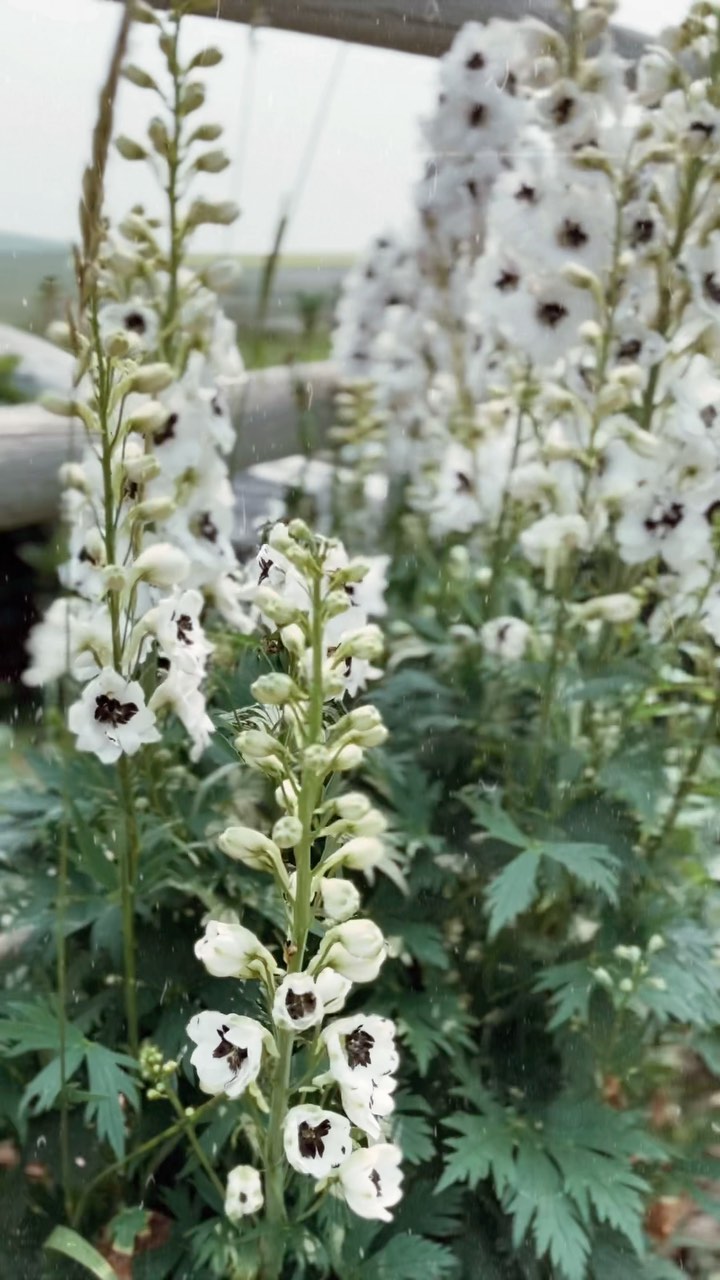 Summery Saturdays on the farm.
#farm #farmlife #farmhousestyle #chickentractor #kittens #kittensofinstagram #cow #cows #doberman #permaculture #flowers #summer #limestonefloor #renovation #mcm #midcenturymodern #50sfarm