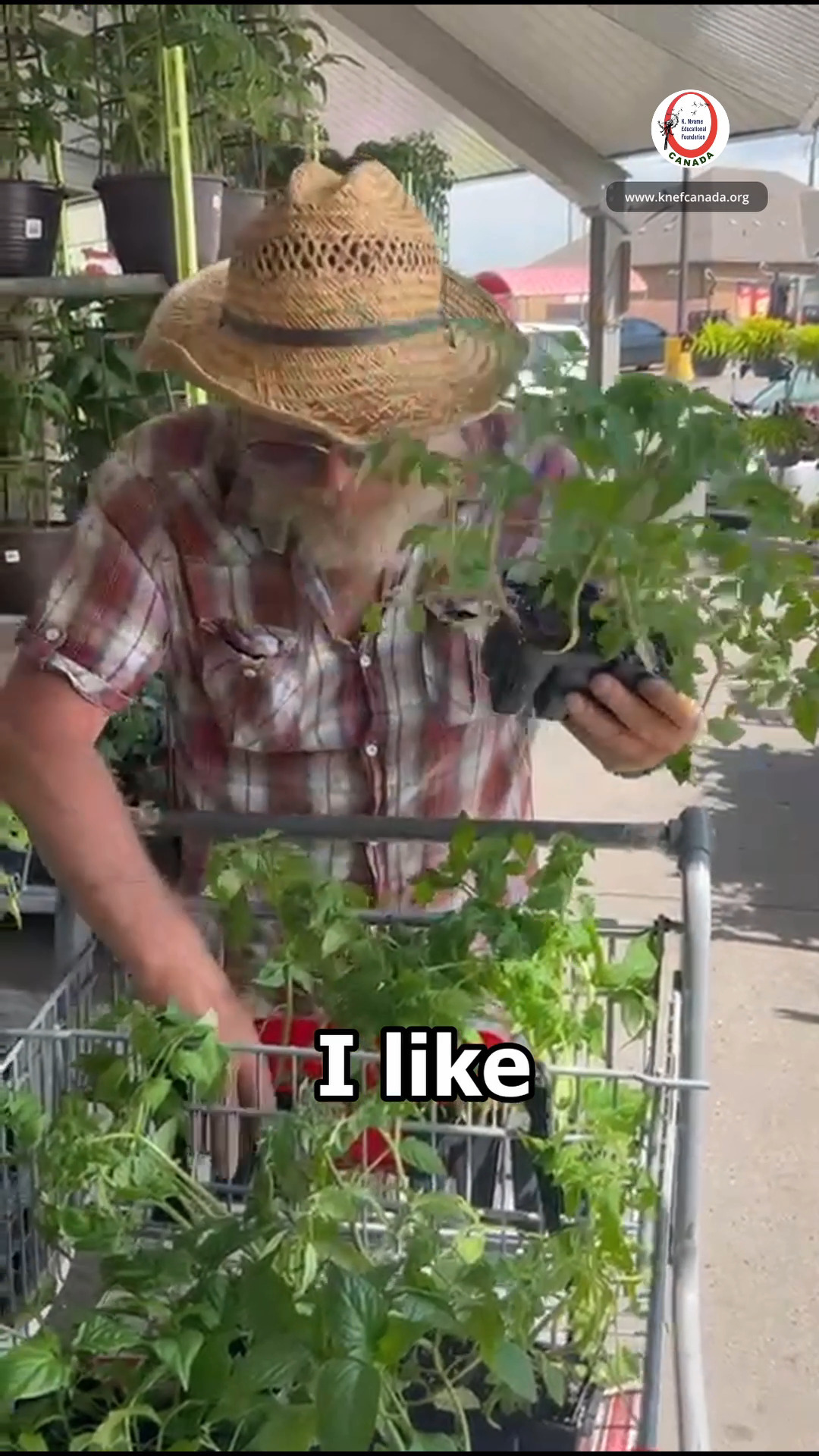 🌱 Exciting news from the farm! 🌱 We've just planted tomato saplings next to our thriving garlic plantation. Can't wait to see these fresh, juicy tomatoes grow! 🍅🧄 #FarmLife #OrganicFarming #knefcanada #communityfarmontario
