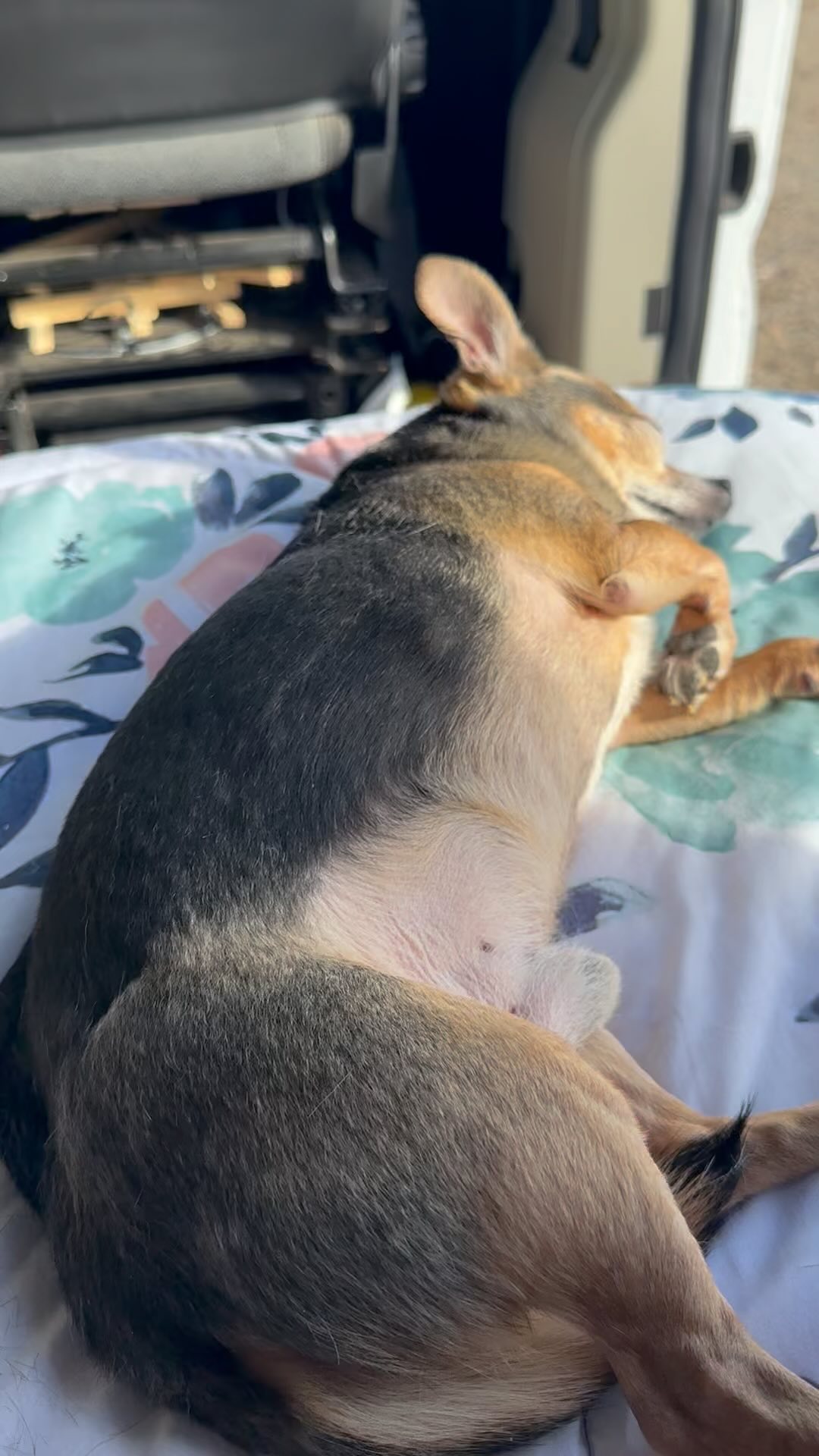 Vanlife at its best!! #vanlife #vanlifedog #solofemalevanlifewithdog #vanlifevibes