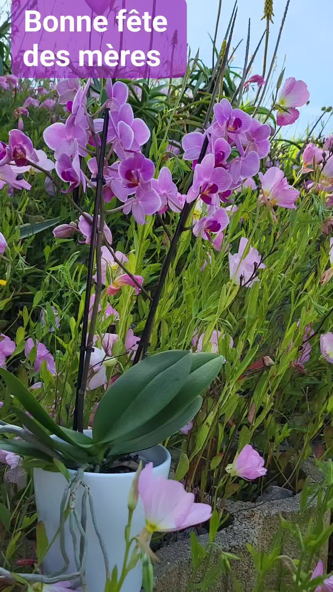 🌺 Bonne fête à toutes les mamans 🌺
Passez une très belle journée ☺️
#cecocrea
#CecocreaBijoux06
#FeteDesMeres
#Cadeau
#alpesmaritimes06