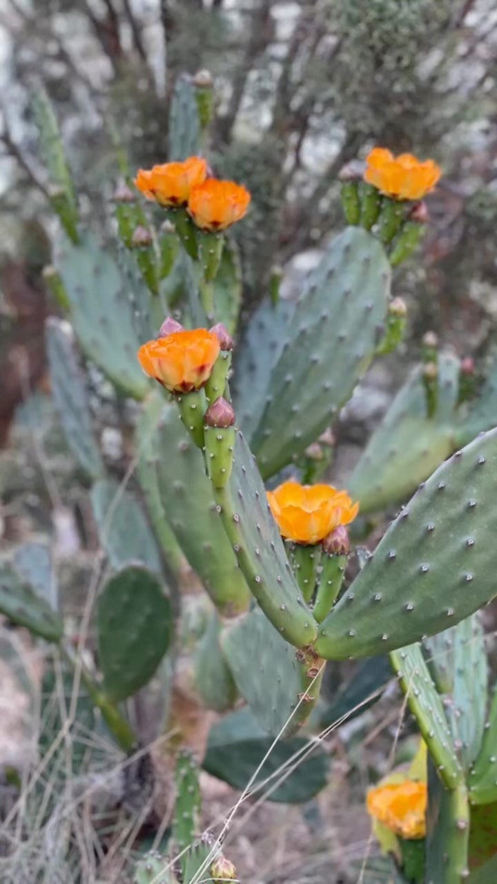 Une randonnée accessible autour de Vives avec des vues aérées sur la plaine et le Canigou. Une saison toujours très belle avec des fleurs hautes en couleur et la formation des raisins. #randonnée #nature #vallespirtourisme #aspres #pyreneesorientales #occitanie #chambresdhôtesdecharme #vigne