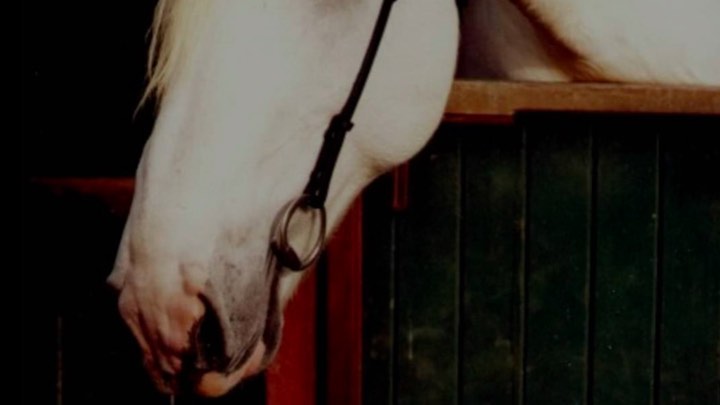 On the 1st of May I said goodbye to my dear old friend Conqueror King. There is a terrible loneliness here at Cushavon where your magnificent presence used to be. Thank you to my friends and family who have let me have this little bit of time to grieve King privately. You changed my life Big Fella and it’s been an honour and a privilege to have called you mine. I miss you with all my heart. RIP King