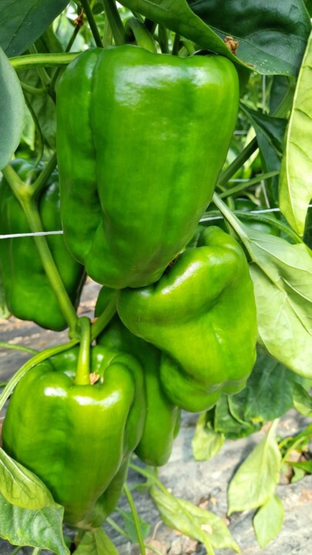 Mit Chitoplus entfalten deine Pflanzen ihr volles Potenzial. Mehrwert, der sich bewährt - von der Pflanzengesundheit bis hin zum qualitativ hochwertigen Ertrag. 🌱
intact - creating the path for a new agriculture 🧡
#intactsolutions #growingsolutions #zeroresidue #zeroresidueagriculture #agriculture #agriolturasostenibile