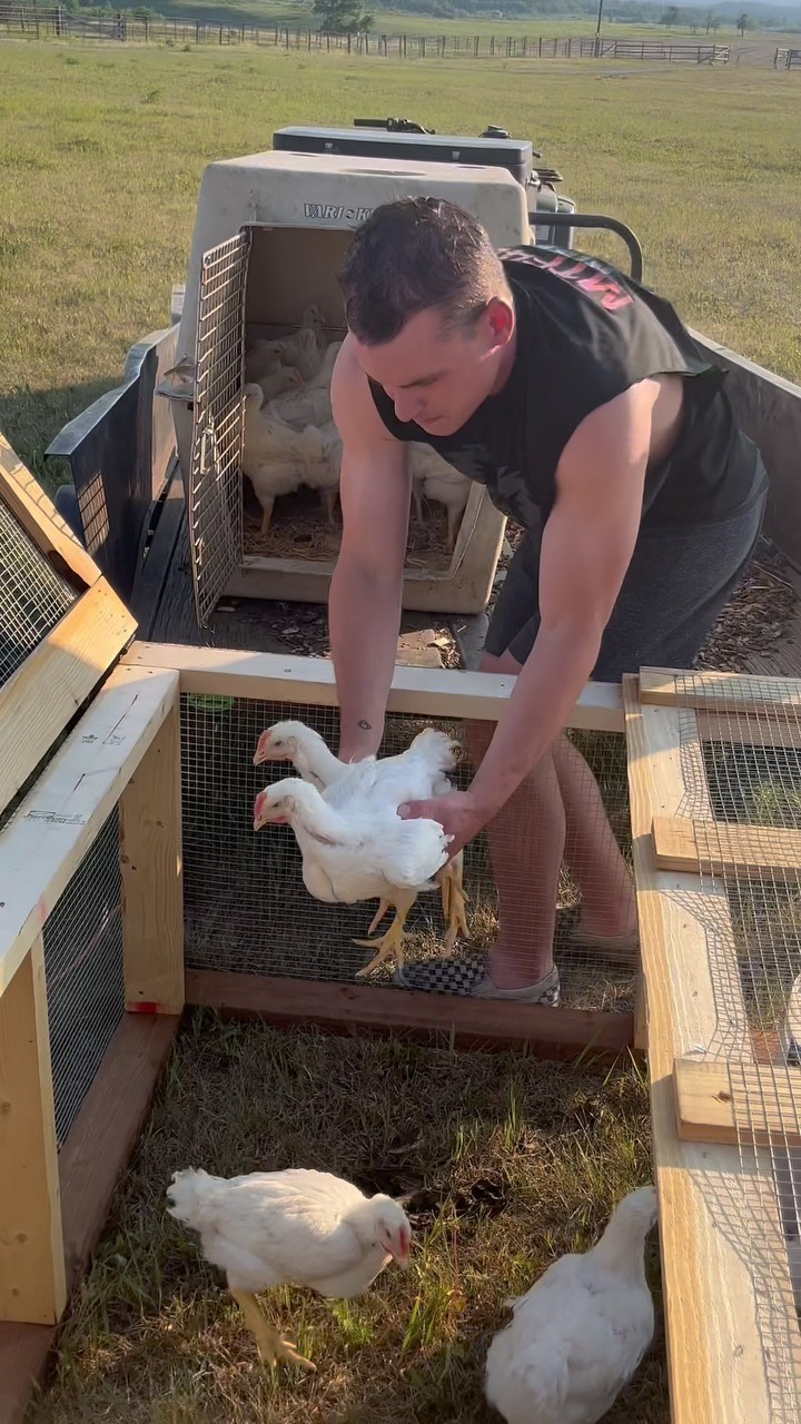 The chicken tractor is officially in action and it was a family affair! Hubs and my Dad put it together and 50 young broilers were added last night, approx 3 days after the steers grazed and 💩‘d on this pasture. How it works - the flies and beetles start to hatch from the steer dung, the broilers go through, pick out the bugs (protein), and spread out the poo. They’re moved to a new patch of pasture every day and as the broilers grow, an additional tractor may be required to give them adequate foraging space. This simple strategy benefits the broilers and the pasture, feeding them both essential nutrients. It also GREATLY benefits the farmers who no longer need to clean out a chicken coop. 💃🕺🏻🎉
Also, Quill gave it the fox/coyote test run…fingers crossed it’s predator-proof! 🤞🏼
#soilcycle #nutrientdense #permaculture
#farm #farmlife #chickentractor #chickens #doberman #farmdog #regenerativeagriculture #rotationalgrazing #farmtwo53 #regenerativefarming