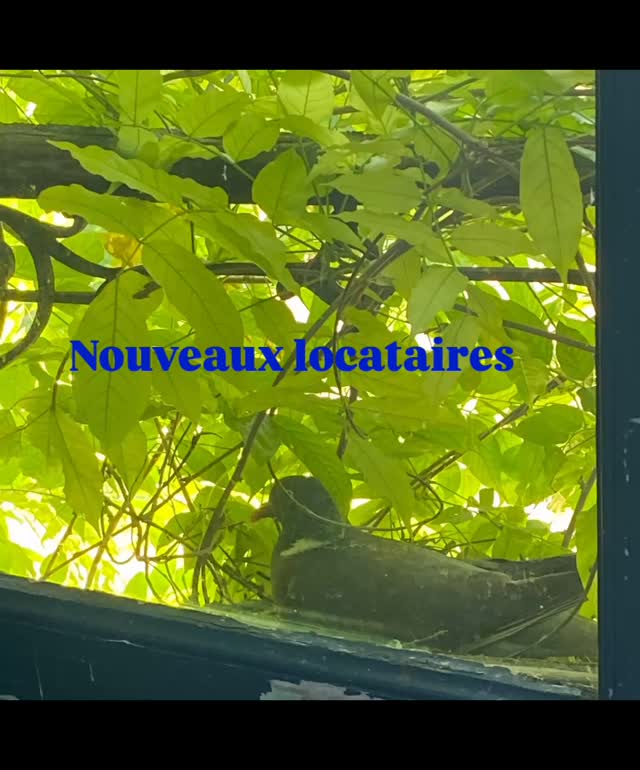 #petitchateaudelabrosse #chambresdhotes #maisondhotes #pigeon #nid