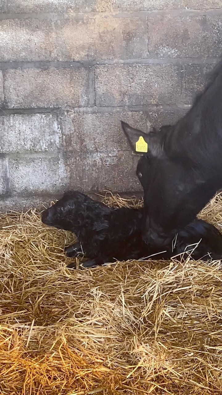 A new arrival for Easter this morning. Easter girl name suggestions please! #easternewborn #eastersunday #happyeaster #crofting
