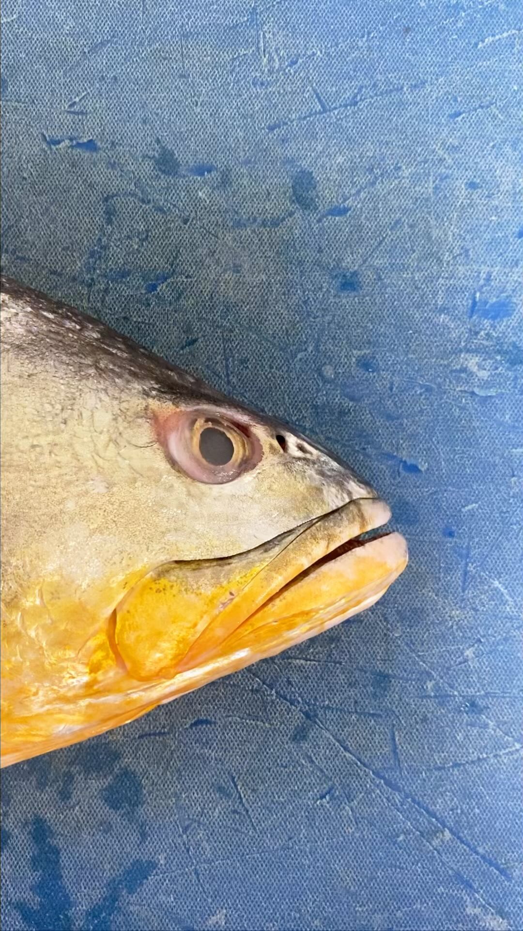 Cynoscion albus 🐠🎣💦
Corvina chiapaneca
Corvina amarilla
Corvina reina
#pescaresponsable #pescasostenible #pacificocean #sustainablefish #fishmonger #quality #fish #fresh #catchoftheday