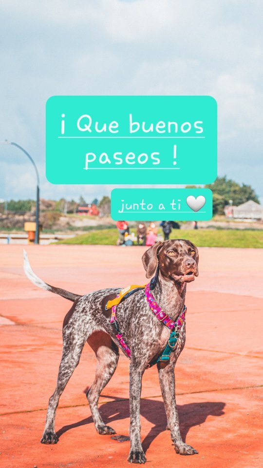 Qué bueeeen paseo!!! Decir eso al volver es el ideal, cierto ? 😅
¿ que hace un buen paseo para ti y tu wawi🐕 ?
Y cuáles son tus imprescindibles? 🫣😍
#perroschilenos #paseoscaninos #paseosdeperros #arnes #correaslargasperrosfelices