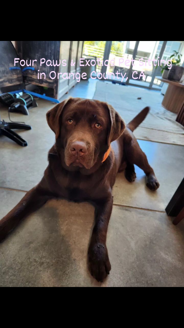 Meet Archie! His owner went on a trip for a week and asked us to stay with him during the day, as well as overnight, and booked our Full-Day Visit with Overnight Stay. Leading up to the owner's trip, they also booked a few sessions of our 2-Hour Visits so that Archie would be acclimated with us.
Archie is a loveable English Labrador who enjoys going for walks and playing with his toys!
Check out our website for more details on our in-home pet sitting and private dog walking services by visiting www.fourpawsandexotics.com. Contact us at (949) 510-3877 or info@fourpawsandexotics.com. #petsitting #dogwalking