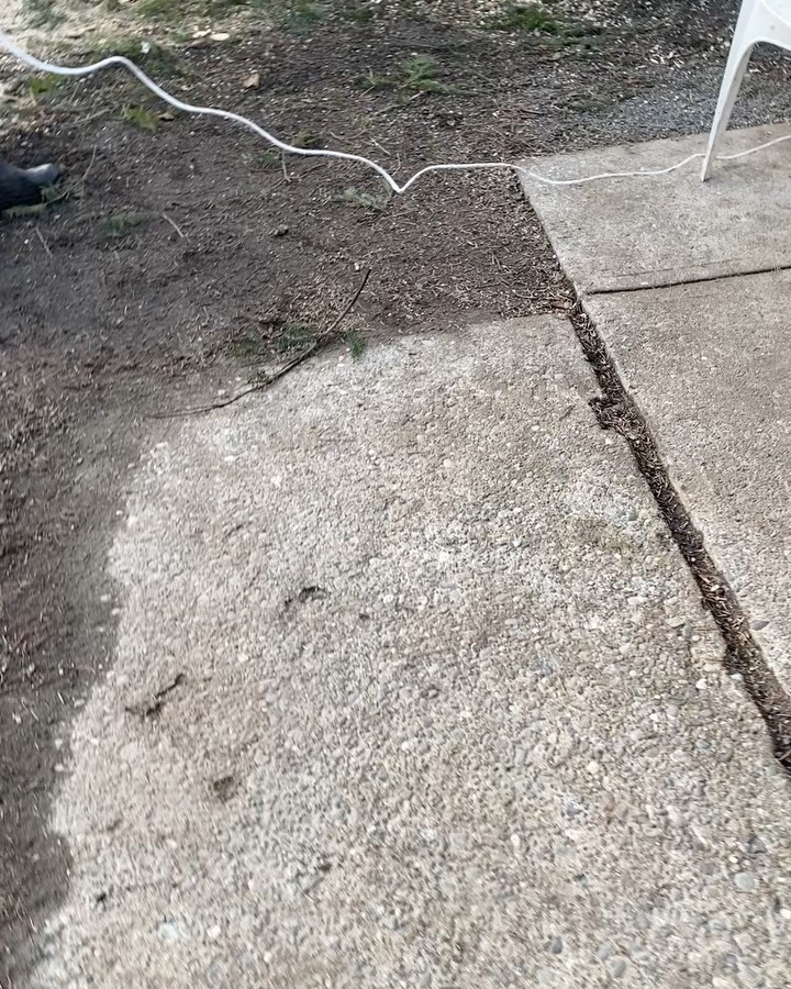 Every tree gets a fresh cut. She’s a pro.