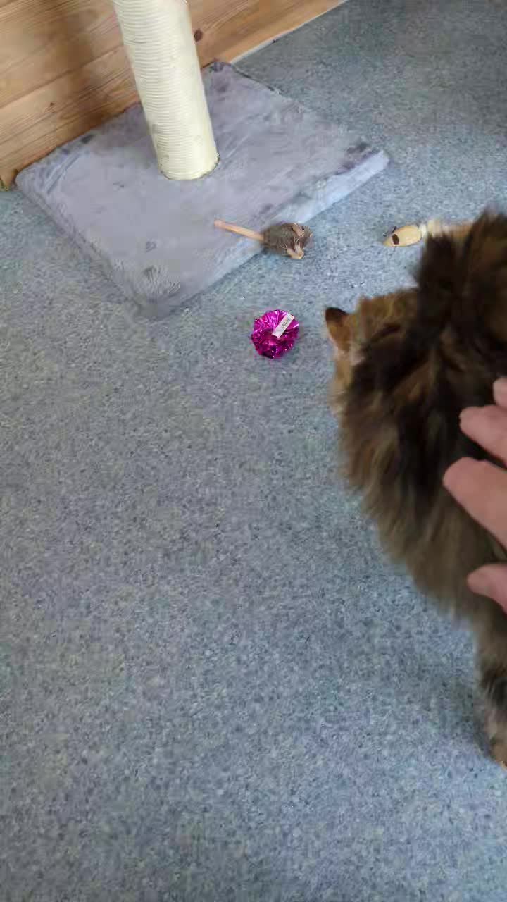 Introducing Marshall one of the cats rescued yesterday.