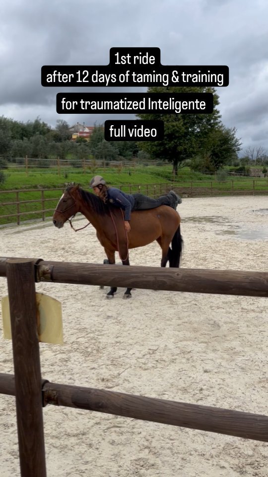 Inteligentes first ride after 12 days of taming and training.