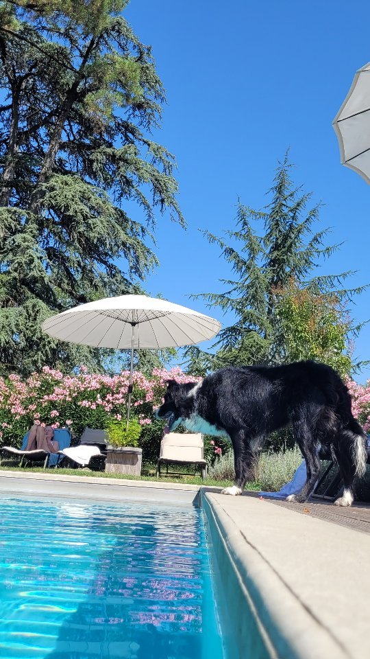 Herding the chef. Good work, Louca! The table d'hôtes is taken care of at all levels 🤩
#bordercollie #pool #chambredhotesdecharme #bedandbreakfast #summertime #funnydogs #dogsofinstagram #swimming #rescuedog #ohlechateau