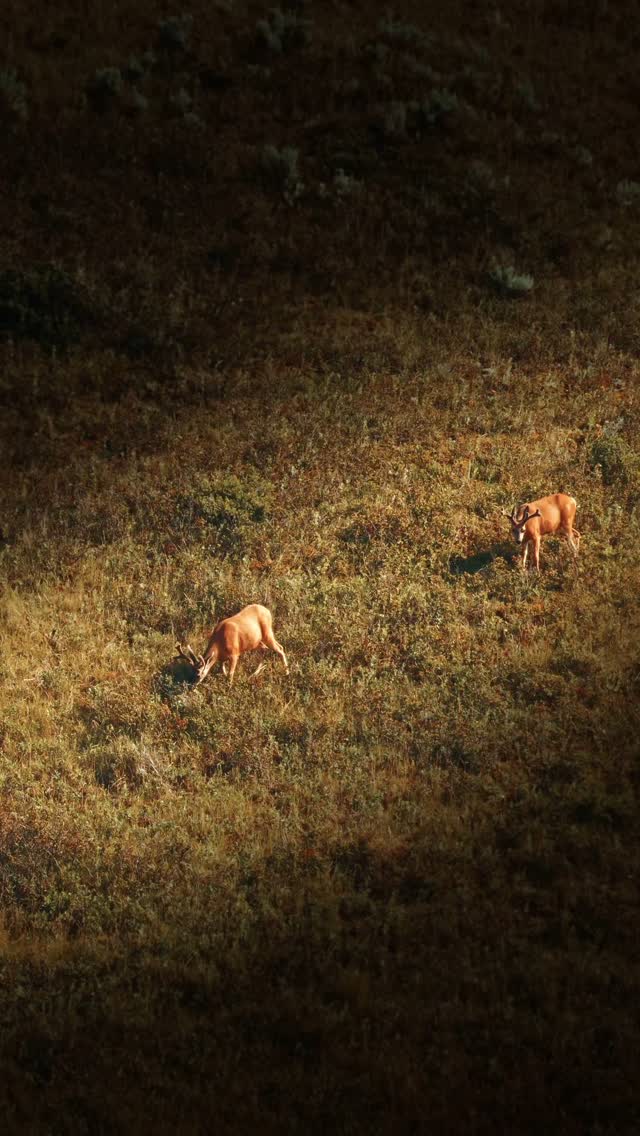 Golden Hour with a Locals ๐ฆ
Just me, the breeze, and a deer living its best life on the hill.
Lethbridge Alberta.