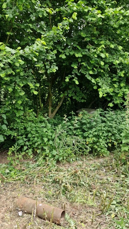Bee swarm update.
They seem happy enough but won't be able to stay there long term obviously. Hoping that they make a move towards the bait hives.
#sheepfarmer #sheep365 #biodiversity #bees #gardenOfIreland #farming365 #gardenlove #farmingireland