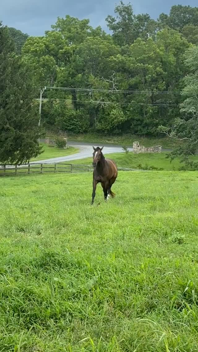 Bendi Blu
#piedmonthorseretirement #horseretirement #horseretirementfarm #livingthegoodlife #livingtheretiredlife #retiredhorsesofinstagram #retiredhorses #horsesofinstagram #horses #horselife #horsecountry #huntcountry #ponies #retiredponies #retiredponiesofinstagram #thoroughbred #thoroughbredsofinstagram #retiredthoroughbred #retiredracehorses #retiredracehorsesofinstagram #landthatilove