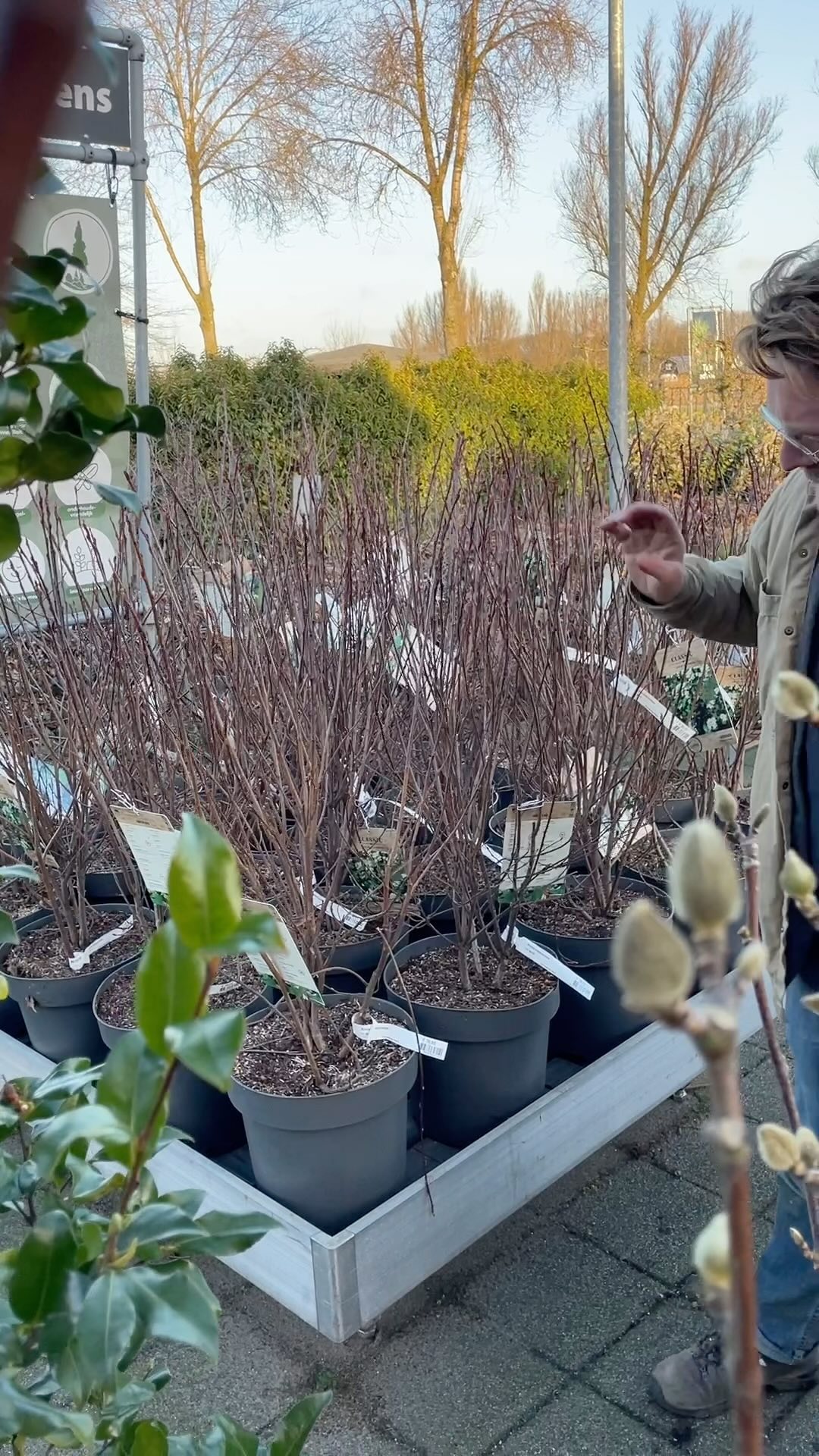 Nog meer Bessen XL, de appelbes, heerlijk, vinden ook de vogels! Vers van de kwekerij!