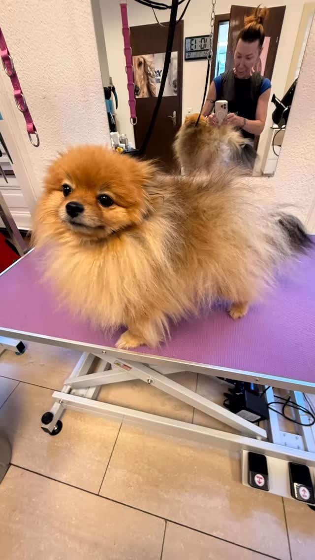 #grooming #hundesalon #luzern #grooming_luzern #hundesalonluzern #pudel #maltese #pudel #bolonka #spiz #spitz #pameran