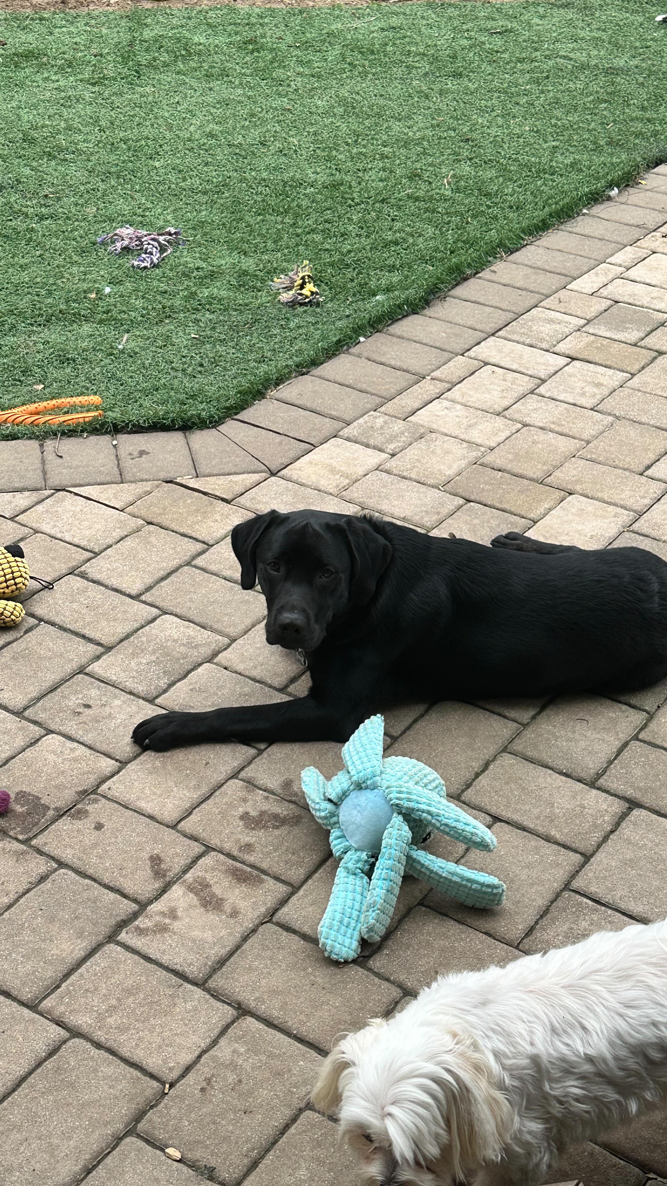 Louie and Finn…….#dogwalking #dogsofinstagram #dogwalker #doglover #dogstagram #petsitting #dogwalk #dogoftheday #doglovers #doglife #petsitter #instadog #doggydaycare #dogwalkerlife #fyp #dogwalkersofinstagram #dogboarding #dogwalkers #longislanddogs #dogsoflongisland #huntingtonny #greenlawnny #lidogs #thedogist #HGLfamily #petsittingservices
#thedogsoflongisland #longislanddogsofinstagram