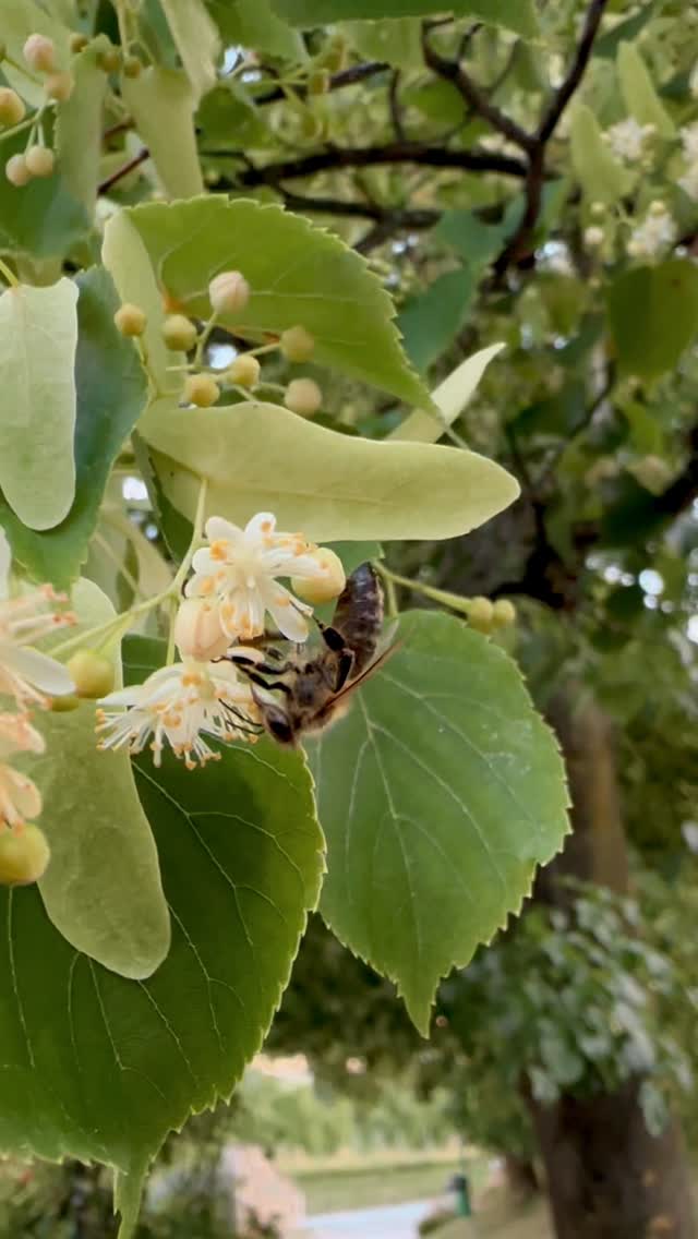 Wenn die Linde blüht, summt das Leben 🐝
Für unsere Bienen:
Jetzt, wo die Linden in voller Blüte stehen, erfüllt ihr süßer Duft die Luft und die Baumkronen sind ein einziges Summen. Für Insekten sind die üppigen, duftenden Blüten eine willkommene Nahrungsquelle. Bis in die Abendstunden sammeln unsere Bienen fleißig Nektar, aus dem später der aromatische, hellgoldene Lindenhonig entsteht.🍯
Und für uns:
Die Lindenblüte ist auch für uns ein kostbares Geschenk. Seit Jahrhunderten wird sie als Hausmittel bei Husten, Schnupfen, Fieber und Frösteln geschätzt. Sie wirkt schweißtreibend, stärkt die Abwehrkräfte und kann – regelmäßig getrunken – sogar vorbeugend helfen.
💡 Omas Tipp für einen wohltuenden Lindenblütentee:
1–2 TL frische oder getrocknete Lindenblüten mit ¼ l kochendem Wasser übergießen, zugedeckt 10 Minuten ziehen lassen, dann abseihen und warm genießen – verfeinern mit etwas Zitronensaft UND einem Löffel Honig 💛🤗
👉 Wichtig: Den Honig erst bei Trinktemperatur (unter 40 °C) einrühren, damit seine wertvollen Inhaltsstoffe erhalten bleiben!
Bis zu 3 Tassen täglich, besonders wohltuend bei den ersten Anzeichen einer Erkältung.
Ein heißer Lindenblütentee unterstützt den Körper dabei, Infekte „auszuschwitzen“. Und wie immer gilt: ausreichend Wasser trinken, um den Kreislauf zu entlasten.
🌿 So bewahrst du die Kraft der Lindenblüte auf:
– Die Blüten mitsamt dem Hochblatt idealerweise innerhalb von 3 Tagen nach dem Aufblühen sammeln.
– Anschließend luftig und im Halbschatten auf Papier trocknen – so bleiben Farbe und Wirkstoffe erhalten.
– Danach trocken und dunkel lagern, am besten in einem sauberen Glasgefäß.
Schon geringe Feuchtigkeit kann die Qualität beeinträchtigen – daher stets gut verschlossen aufbewahren.
#Lindenblüte #Bienenfreundlich #Lindenhonig #Kräuterwissen #Naturapotheke #Hausmittel #Wildkräuter #Honigliebe #Teegenuss #Heilpflanzen #NaturausÖsterreich