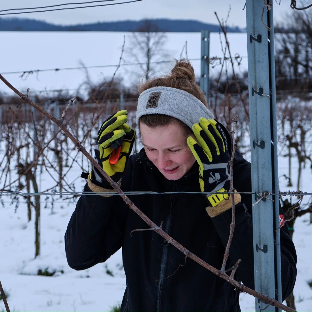 Kalte Füße, rauchender Kopf 🙃
Die Langlebigkeit unserer Weingärten wird in den letzten Jahren deutlich von Pilzen eingeschränkt, die über Wunden in den Stock eindringen und sich fortlaufend entlang des Stammes ausbreiten.
Die Technik des wundarmen oder sanften Rebschnitts berücksichtigt den Saftstrom der Rebe und verhindert große Schnitte in das ältere Holz. Als vorbeugende Maßnahme gegen das Eindringen von Pilzen ist sie daher ein wesentliches Werkzeug.
Nur wenn man bereits 20-jährige Rebstöcke nach intakten Saftströmen und wundfreien Abschnitten absuchen muss, raucht einem schon etwas der Kopf 🥴 Für den Rebschnitt müssen wir daher dieses Jahr etwas mehr Zeit einplanen 🙆
#kaltefüße #rauchenderkopf #sanfterrebschnitt #einarbeitungsphase #fürdiezukunft #wundarm #organic #weingaertnereiwachter