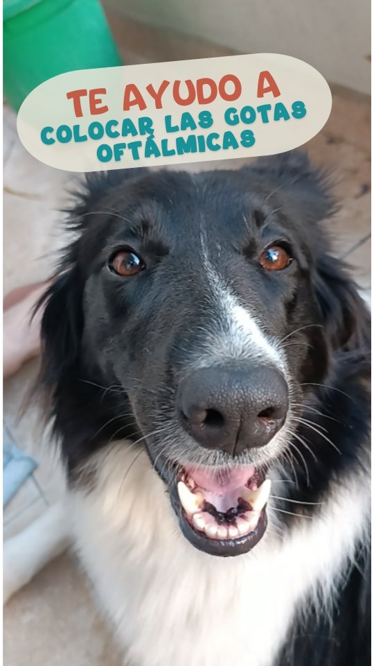Hablando con @viajandoporinstinto me contaron que su perro necesita gotitas en los ojos pero era difícil colocárselas 🥲
👉🏼 Te comparto esta técnica paso a paso para que puedas hacerlo de manera segura y tranquila para que tu compañero esté cómodo.
💡 Cuidar de su salud también es cuidar de su bienestar. ❤️🐶
#veteporelmundo #SaludCanina #viajesconperro #mascotas #veterinarioonline #viajarconmascotas #perrofeliz #gotasparaojos #CuidadosParaMascotas