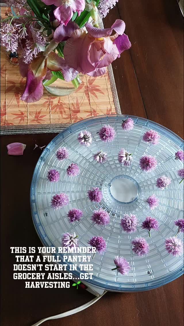 Oh hey! Just a girl and her tower of plant goodies! Burstin' with flavor and colors, this is what summer is all about 🌞🌻
#summervibes🌴 #herbalmedicinemaking #liveslow #natureheals