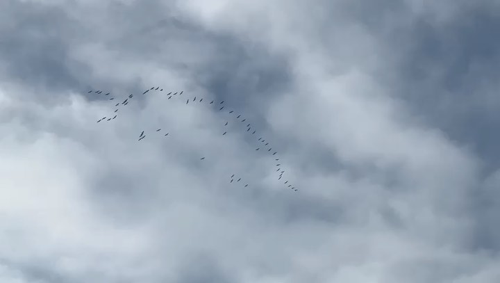 De kraanvogels vliegen over. Ze zijn druk aan het communiceren.