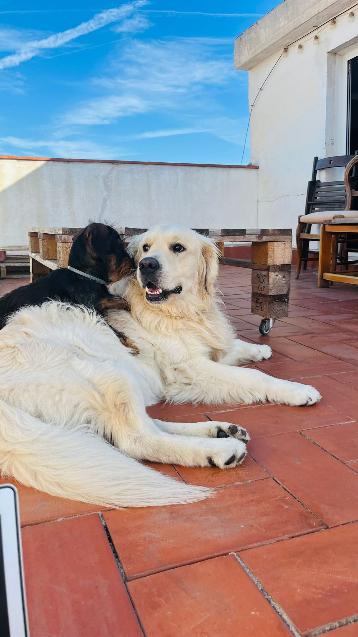 ¡Los fines de semana son para ser felices y descansar! 🐾✨
¿Y qué mejor manera de hacerlo que con nosotros, donde todos los perritos disfrutan al máximo? 🤩 Rostros felices y lenguas afuera, ¡así se vive un verdadero #viernes!
En #dogcarebarcelona nos encargamos de que vuelva a casa con una gran sonrisa! 🐕❤️
#dogsitting #dogcare #dogcareservices