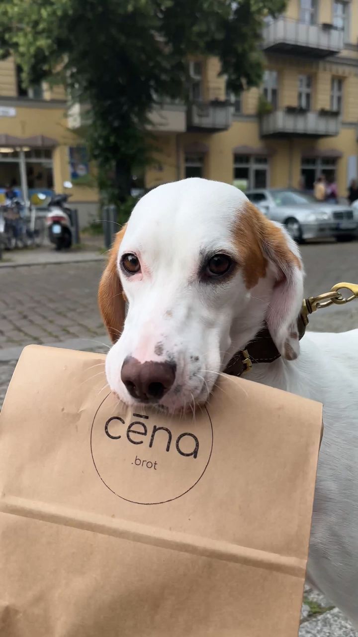 Bei den Hunden hat sich unser Brot wohl auch mittlerweile rumgesprochen 🐶😄
Danke @lola_the_istrian für dieses coole Video 📽️
So lange wie diese Hündin in die Kamera schaut, hätte man meinen können, sie sei Schauspielerin ✨
#sauerteig
#sauerteigbrot
#sourdough
#berlinerbrot
#brotbacken
#brotbackenmachtglücklich
#berlinfood
#berlinfoodie
#berlinfoodguide