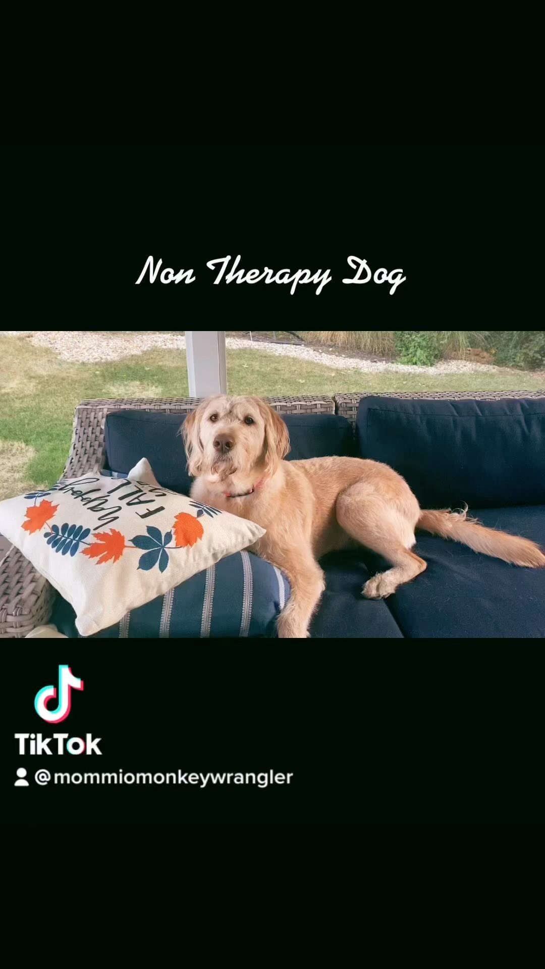 Help us raise money for our friends therapy dog!