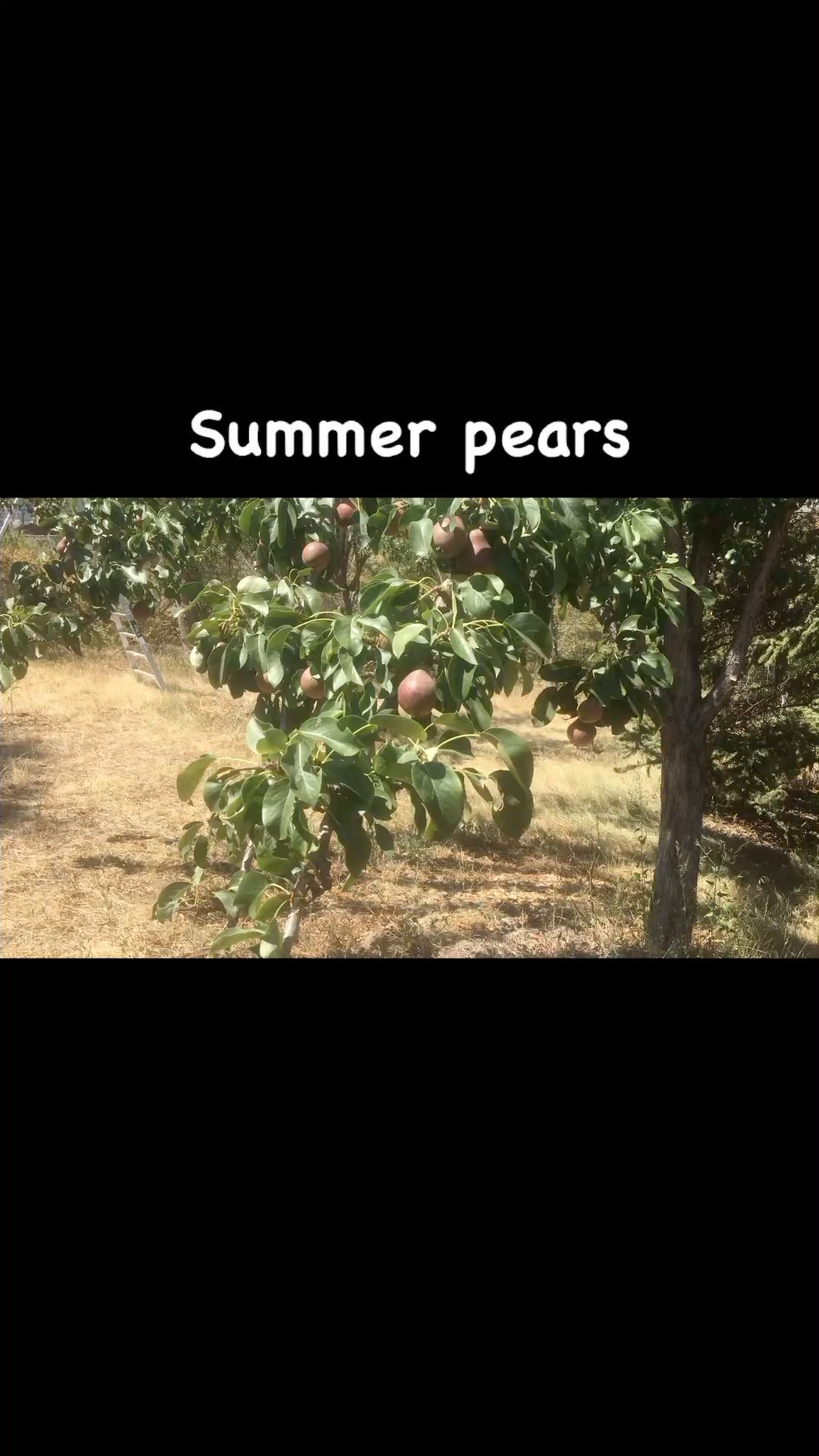#summer #homestead #farm #fruit #orchard #pears #goats #chickens #compost #permaculture