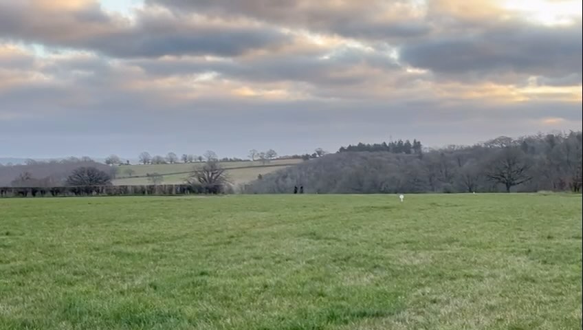 After the 🌧️ and before the ❄️ #thoroughbredsofinstagram #youngsters #education #nationalhuntracing #dasoncourt #teamsymonds #herefordshire #redmillshorsefeeds #gundoggin
