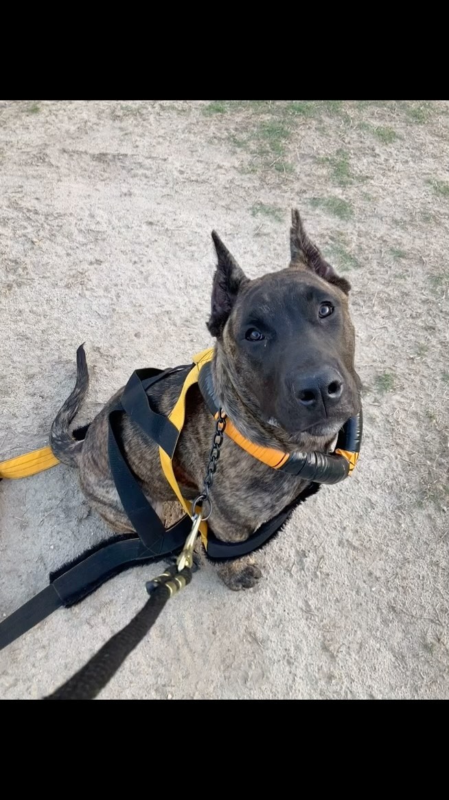 Make no mistake, we are working…#kingscourtkennel👑 #presacanario #weightpullingdog #dogsports