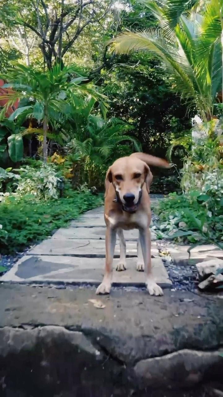 Beautiful gardens and private cabañas, happy dogs, and elegant details.