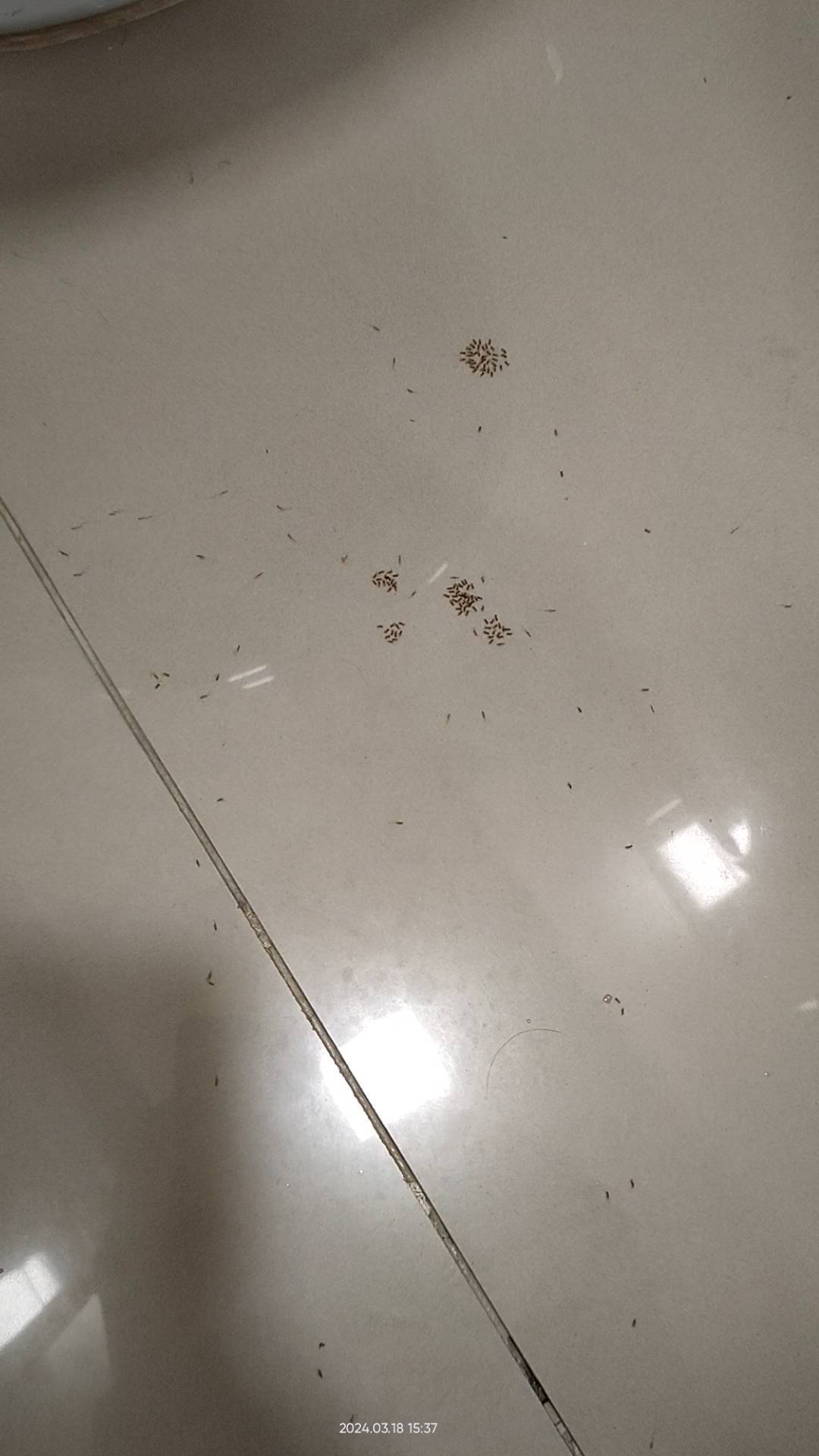 O exame físico começa assim que o médico encontra o paciente, muitas vezes antes mesmo de entrarem no consultório. A observação do paciente enquanto ele está na sala de espera, como ele se comporta ao se levantar, andar e interagir, pode fornecer ao médico informações valiosas sobre o estado geral do paciente e até mesmo pistas sobre possíveis problemas de saúde. Detalhes podem passar despercebidos aos olhares levianos, como encontrar formigas próximo ao sanitário. No consultório de endocrinologia isso é ouro! Traz dica formidável sobre como está a saúde do paciente, mesmo sem exames!
O Diabetes Mellitus é uma doença muito comum (prevalente), crônica e pode passar despercebida por anos. No Brasil, até 50% das pessoas que possuem a doença desconhecem o diagnóstico.
Se você já se deparou com situação parecida (formigas próximo ao sanitário) ou conhece alguém que apresenta sintomas como fome, sede e urina excessivos ou está emagrecendo "sem querer"? Marque uma consulta com um endocrinologista!
#endocrinologia #diabetes #sbd #saude