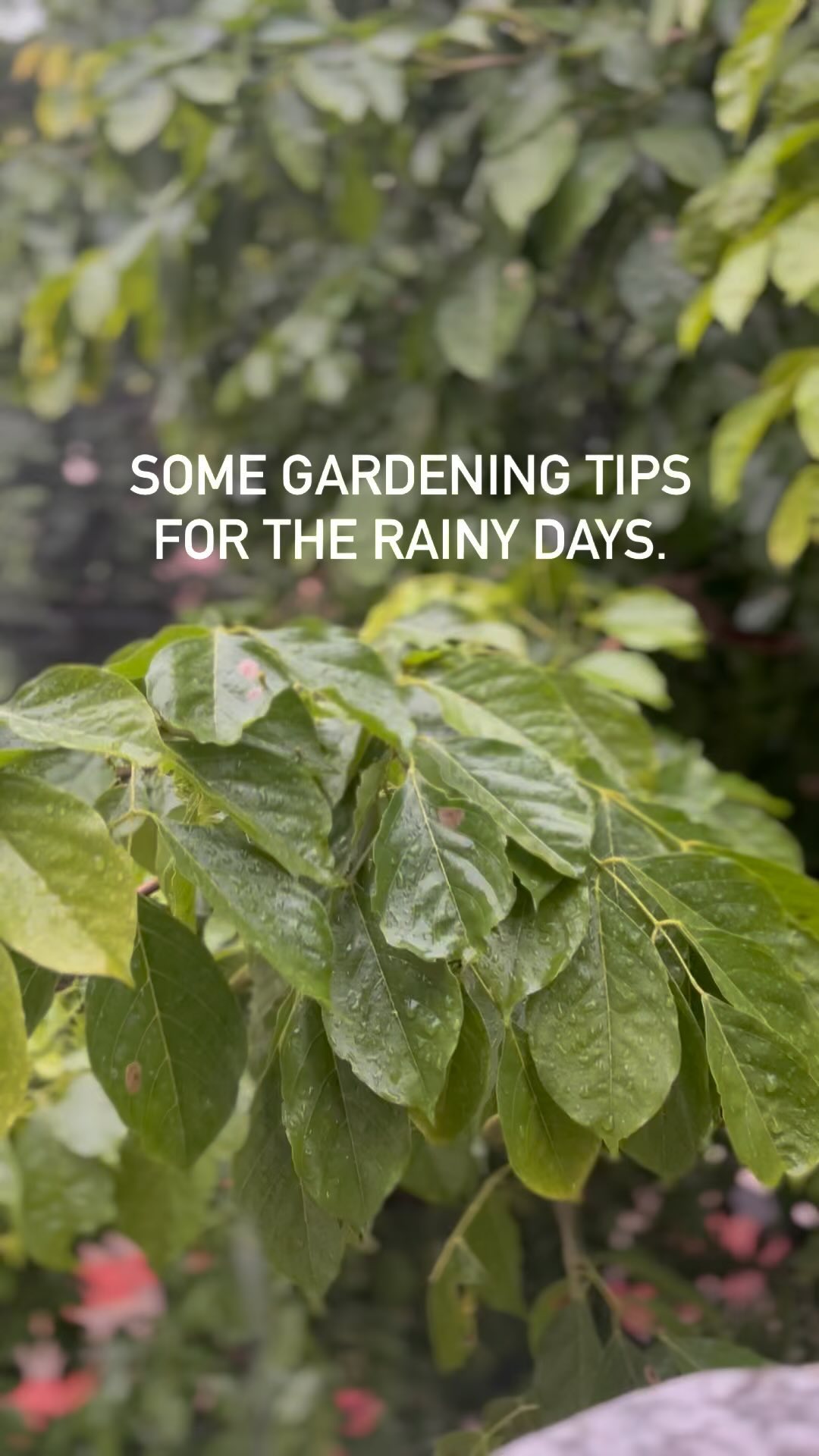 Rains are here for good and we wish singing rain rain go away to work!
So let’s sing and follow along some gardening tips to make your worries go away.
1. Remove draining tray to avoid overwatering.
2. Remove the weed.
3. Drain excess water.
4. Do not overwater.
5. Remove dead leaves from the plant.
6.Your plants need umbrellas too.
Happy Monsoon Gardening!
#biocarveseeds #rain #gardeninginrain #monsoongardeningtips #monsooninindia