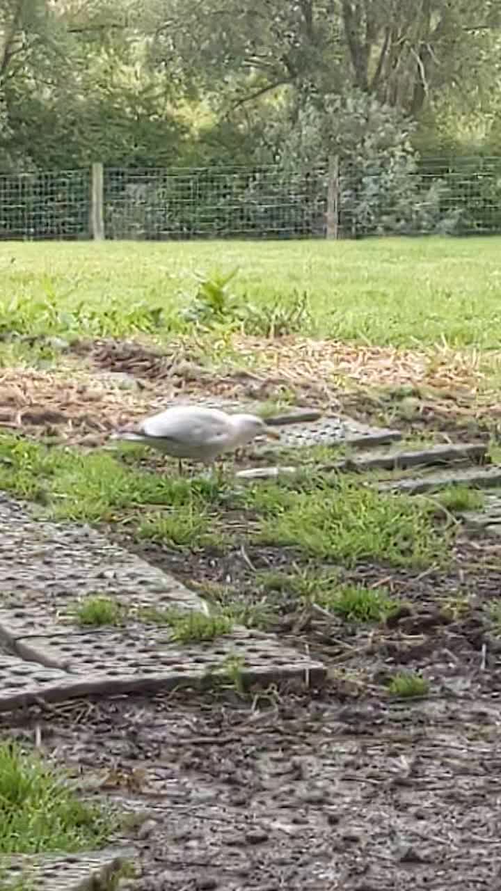 This is Gregory Peck who landed here a few weeks ago and has decided to stay because he knows a good thing when he sees it .
I cannot tell you how many bowls we have lost since he arrived !! and the fact that all the cats have just accepted him as part of the gang has only boosted his ego .
From stealing bowls to doing backstroke in the alpacas paddling pool he has certainly made Hollyview his home.
We don't mind having another mouth to feed!!!!!!!