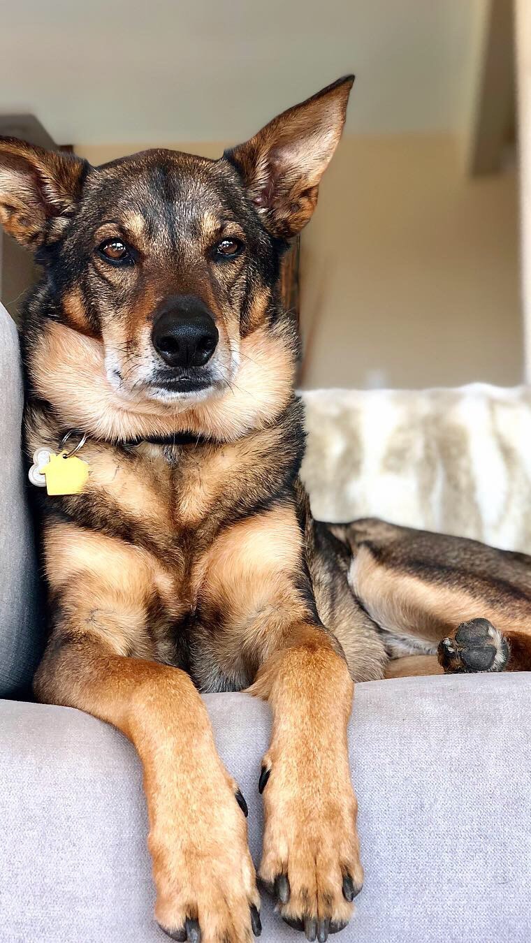 For over 4400 days, you were a part of my life. 🐾🐾It’s been 224 days since you left your body, with one final spoonful of peanut butter. It took me all 224 to look at the memories. These days without you have been a journey. Even though you’re no longer physically here, you still reside in my heart. But oh, how I miss having you by my side – annoying me with your hairballs, your smell, and your antics tearing through the trash.
You were named after a legend, #SteveBiko. You were a warrior like him as well. Your arrival into our family was unexpected, yet you quickly became an integral part of it. The twelve years we spent together were filled with adventures that I know will always hold a special place in my heart. From camping trips to building our home, from lazy beach days to moments of loss and unexpected blessings – we shared it all.
There’s so much more I could say, but the words seem to escape me. My sweet, stinky boy, I love you. You expanded my heart, deepened my capacity to love, and taught me a kind of pain I never knew before losing you. Thank you for being such a precious gift in our lives.