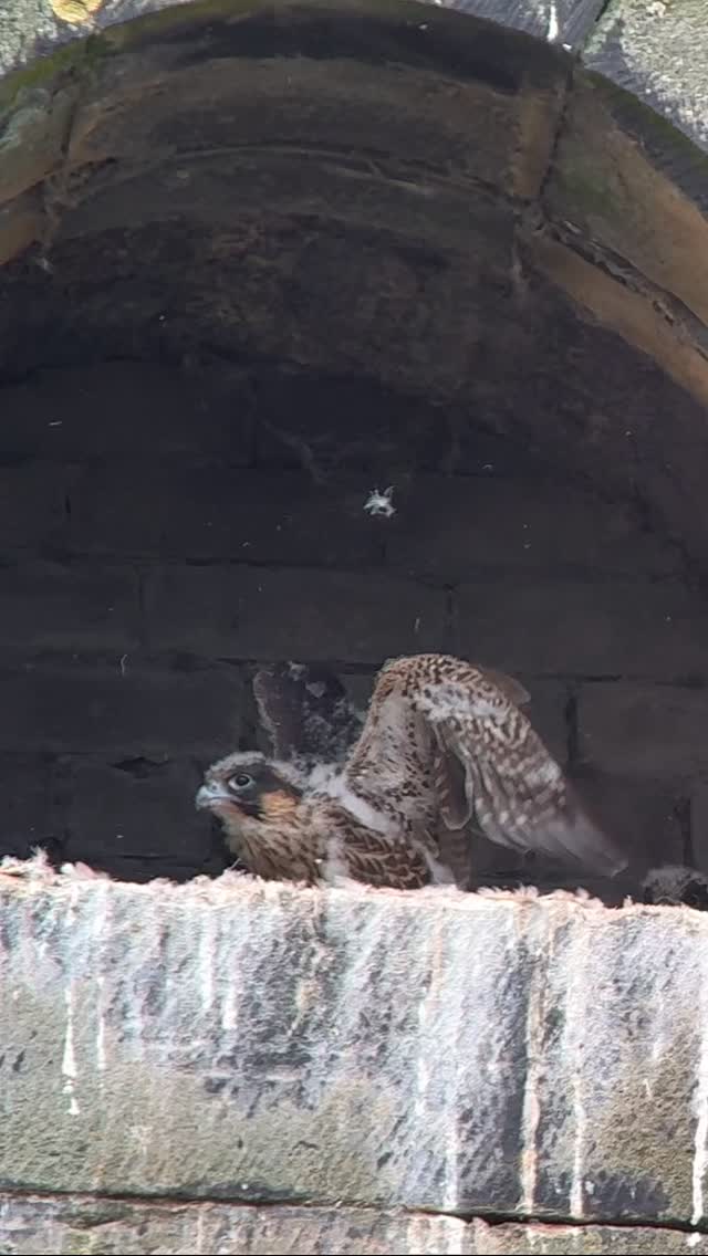 May, Prince, It’s May! The 4 chicks at Dalton Mills are losing their downy feathers and will be fledging soon!
#daltonmills
#peregrinefalcon