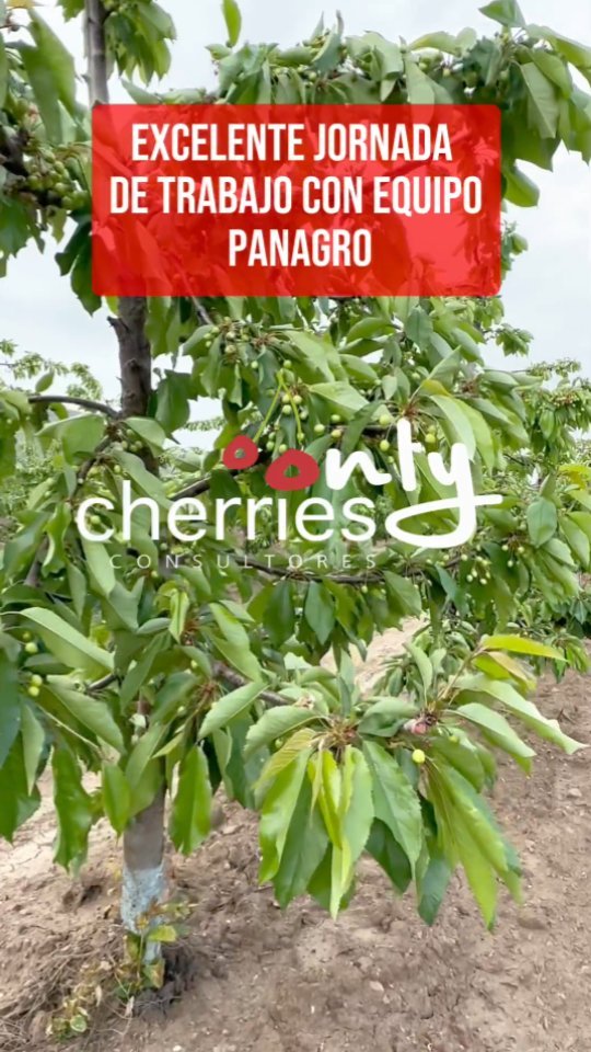 La semana pasada tuvimos una provechosa jornada con Panagro @panagro_cherries junto a @tomasgonzalo @daniel_benavente_e
Revisamos importantes resultados de los manejos que se han realizado está temporada los cuales reportan resultados que prometen alto potencial de producción y calidad de fruta.
#cherry #cherries #chileagricola #agrochile #agronegocio #cerezas #cerezo #cherryblossom #smartcherry #redagricola #campochileno #agricultura #revistadelcampo #mundoagro #agronomia #agro #agroquimicos