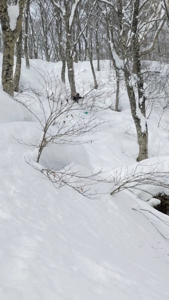 Pillow land at suginohara shaping up nicely 🤙🤙
@kijimasnowboards #木落とし 162
All bookings @gozanlodge.myoko include buffet, gourmet European breakfast, 3 course dinner and onsen pass to our neighboring naena onsen 🙏😋
Whether it's a guided day or choosing your own adventure, leverage our decade of experience riding the good stuff in the nagano/niigata region. 🤙
We will give daily briefs at breakfast and dinner on the safety conditions so you can have extra confidence in your plans ❄️🤓
Get in contact via our site http://gozanlodge.jp or via DM
.
.
#gozanlodge #suginohara #sugi #akakura #ikenotaira #snowboarding #skiing #japanbackcountry #myokokogen #japow #sekionsen #splitboarding #nozawa #madarao #lottearai # #niseko #hakuba #nozawa #杉ノ原スキー場 #妙高 #妙高高原 #雪山 #スノーボード #バックカントリー
