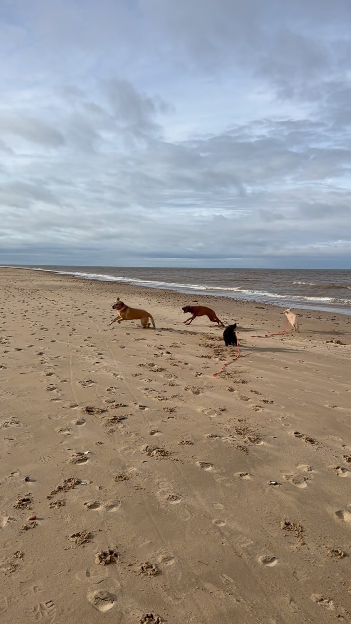✨ ADVENTURE DAY ✨.
.
.
.
.
#dog_features #dogsofinstaworld #dogs_of_instagram #dogoftheday #dogsofinstagram #dogstagram #doglover #dog #dogs #doggy #doggo #doge #doggies #doggie #cute #dogwalker #dogwalking #norwichdogwalker #dogwalkernorwich #norwich #norfolk #dogpark