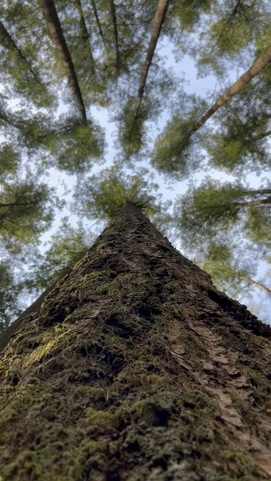 Forest bathing has become a cherished practice for me. It’s about surrendering to nature’s embrace, surrounding myself in its sights, sounds, and fragrances. Immersed in the forest’s gentle whispers, I find solace and tranquility, as the trees share ancient secrets and healing. Within minutes my spirit is lifted.
#forestbathingtherapy #shinrinyoku #nature #thetreesarecalling #healingnature