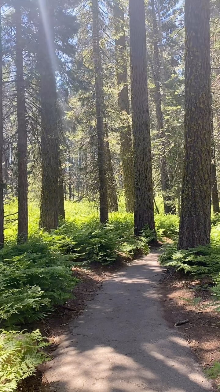 After the community meeting, we went to the elders for their advice. Listen in.👂
📍High Sierra Trail
#buckeyetreelodge #sequoianationalpark #sequoia#kingscanyonnationalpark #threeriversca #hike #findyourpark #optoutside #onepercentfortheplanet #ecolodge #ecotourism #mountainlodge #sustainabletravel #yogaretreat #yogastudio #wellness #visitseki #nationalparks #yogaretreat