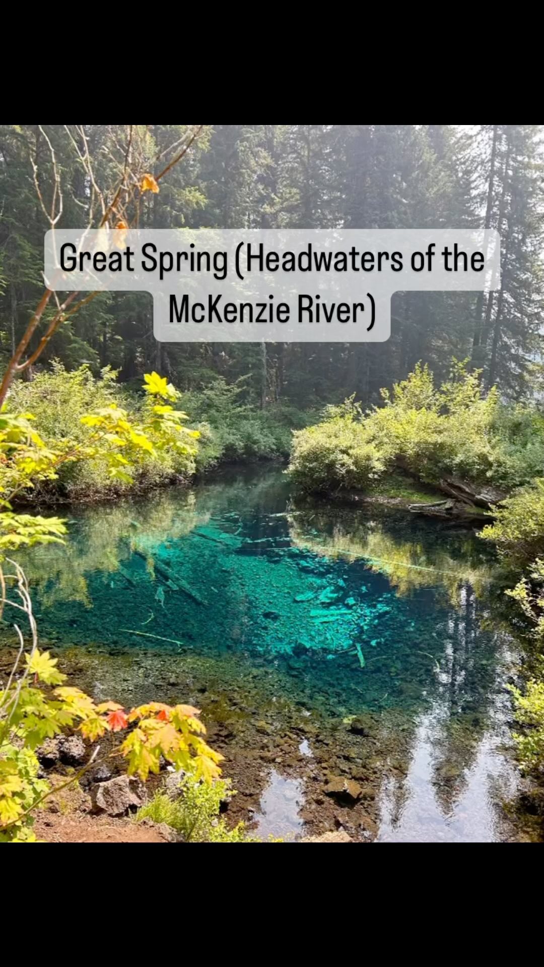 📍 Great Spring (accessible via Clear Lake Loop trail)
Learning topics: volcanoes, rivers, lakes, old growth forests
Risks: very cold and deep water, sharp lava rock
Great Spring is an otherworldly shade of blue on a sunny day! The water temperature is 37 degrees even on the summer. Due to the cold temperatures, not many organisms live in the water. This is also the location of the headwaters for the McKenzie River. Cold temperatures combined with the filtration through lava rocks and a sunny day creates the brilliant shade of blue in the water!
After another visit to this area, all the details about Great Spring and Clear Lake will be available on our website!
Make sure to link this adventure with the upcoming Volcano Unit and Old Growth Forest Unit!
#wildandbarefoot #placebasededucation #outdoorclassroom #getoutside #oregonexplored #pnwkids #adventurekids #adventurefamily #travelwithkids #hikingwithkids #hikingoregon #pnwwonderland #clearlake #bluewater #homeschoolfamily